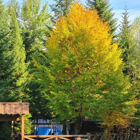 Gostynniy Dvir In Forest *